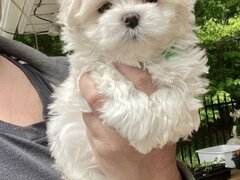Bichon Maltez fata si baiat