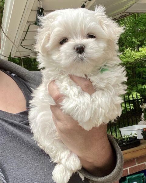 Bichon Maltez fata si baiat,