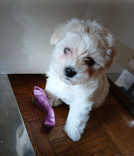 Bichon Maltez fata si baiat,