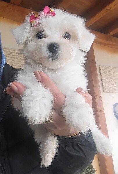 Bichon Maltez fata si baiat,