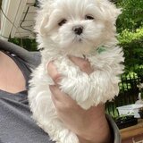 Bichon Maltez fata si baiat