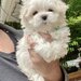 Bichon Maltez fata si baiat,