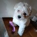 Bichon Maltez fata si baiat,