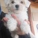 Bichon Maltez fata si baiat,